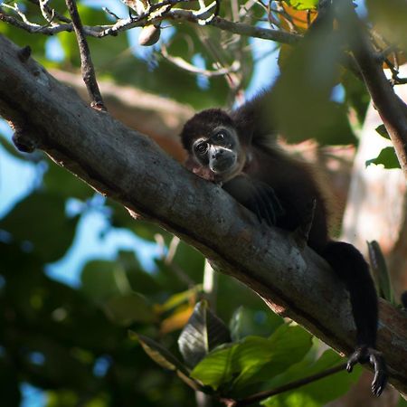 La Shamana - Ecological Concept In Jungle Villa Cahuita Kültér fotó