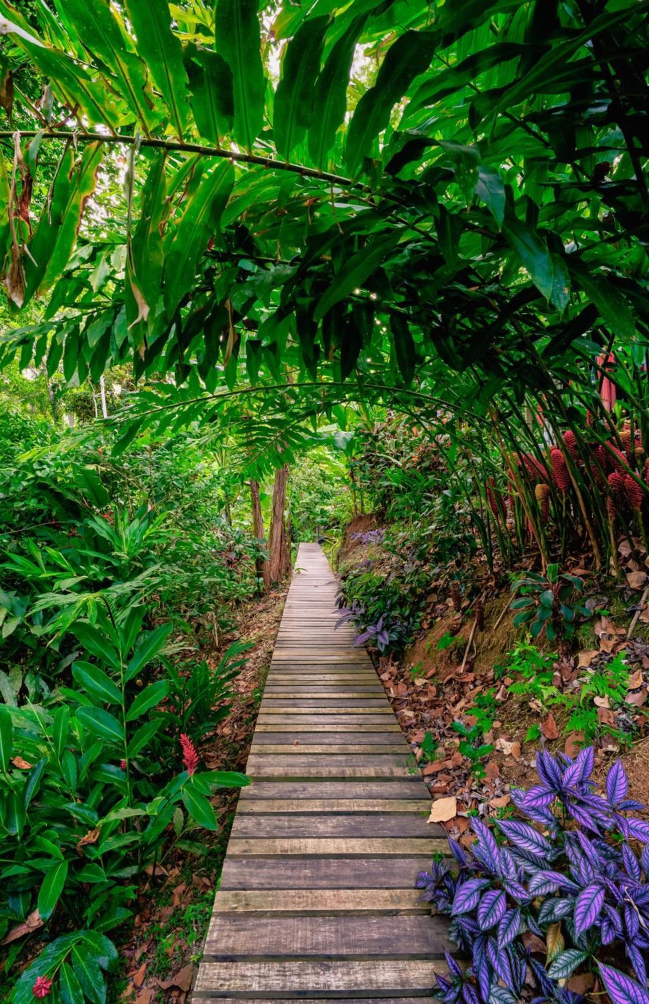 La Shamana - Ecological Concept In Jungle Villa Cahuita Kültér fotó